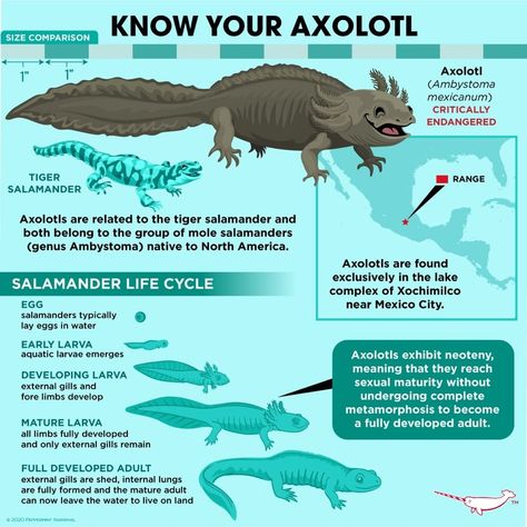 Endangered Species Activities, Axolotl Poster, Axolotl Care, Tiger Salamander, Axolotl Tank, Animals Information, Beach Clean Up, Animal Conservation, Salamanders