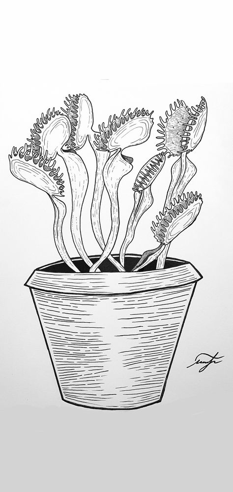 Flytrap Drawing, Venus Flytrap Drawing, Fly Trap Drawing, Venus Fly Trap Drawing, Trap Drawing, Venus Flytrap, Pen Illustration, Fly Trap, Venus Fly Trap