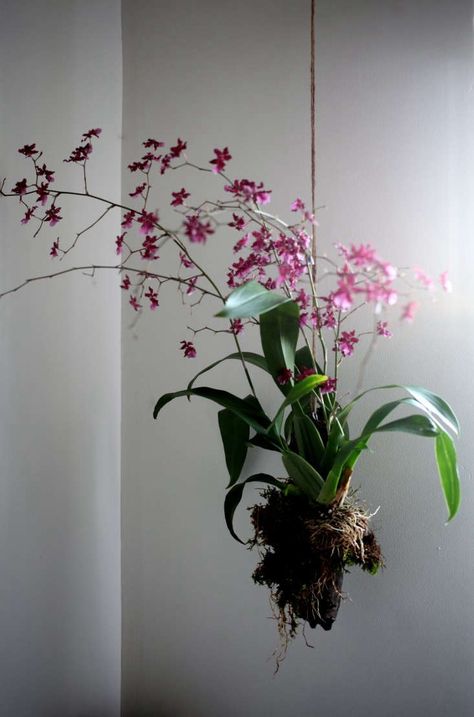 Hanging Orchid, Natural Insecticide, Types Of Orchids, Growing Orchids, Orchids Garden, Orchid Wedding, Plant Diseases, Orchid Care, Beautiful Orchids