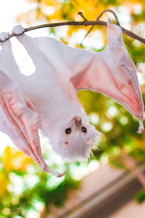 Albino Bat Aesthetic, Cute Bat Aesthetic, White Animal Aesthetic, Bat Person, Facts About Bats, Bat Pictures, Albino Bat, Honduran White Bat, Cute Animal Pfp