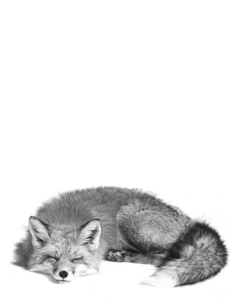 Fox Tattoo Design, No Expectations, People Reading, Fox Drawing, Fox Tattoo, No Regrets, Fox Art, You Are Loved, Animal Sketches