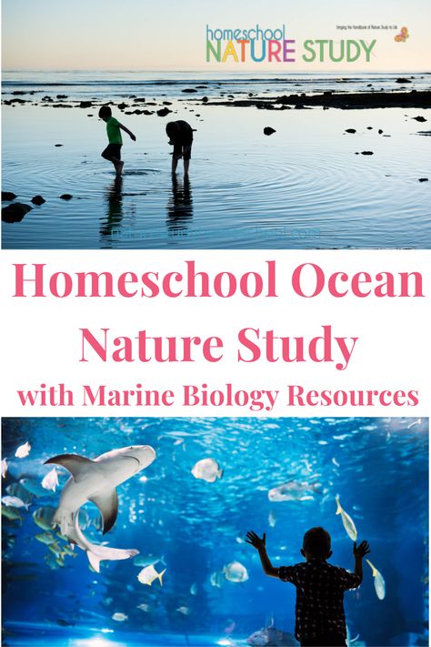 Homeschool Ocean Nature Study and Marine Biology Resources - Homeschool Nature Study Ocean Study Homeschool, Marine Biology Projects, Marine Biology Homeschool, Marine Biology Activities High School, Marine Biology Unit Study, Marine Biology Activities, Ocean Homeschool, Ocean Anatomy, Biology Activities High School