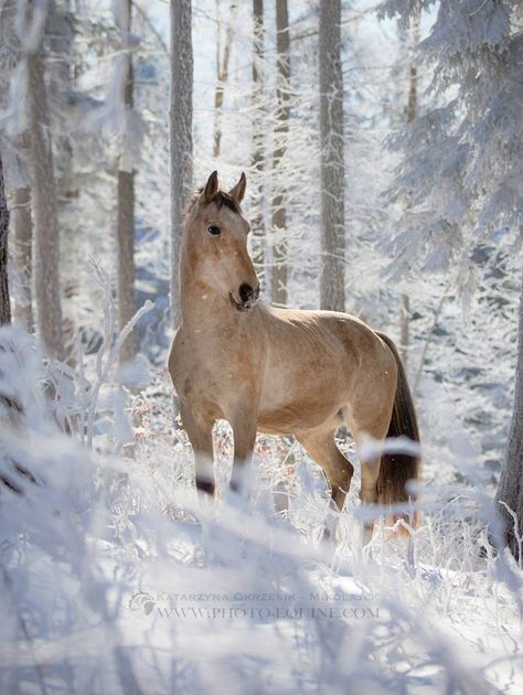 Beauty in the snow, Winter, horse, hest, trees, animal, beautiful, gorgeous, photo Running In The Snow, Horses In Snow, Winter Horse, Christmas Horses, Majestic Horse, All The Pretty Horses, Horse Crazy, Cute Horses, Horse Photos