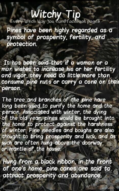 Pine……….The Witch Said What? – Witches Of The Craft® Every Witch Way, Garden Witch, Witch Tips, Magickal Herbs, Witchy Tips, Witch Herbs, Green Witchcraft, Wiccan Magic, Magic Herbs