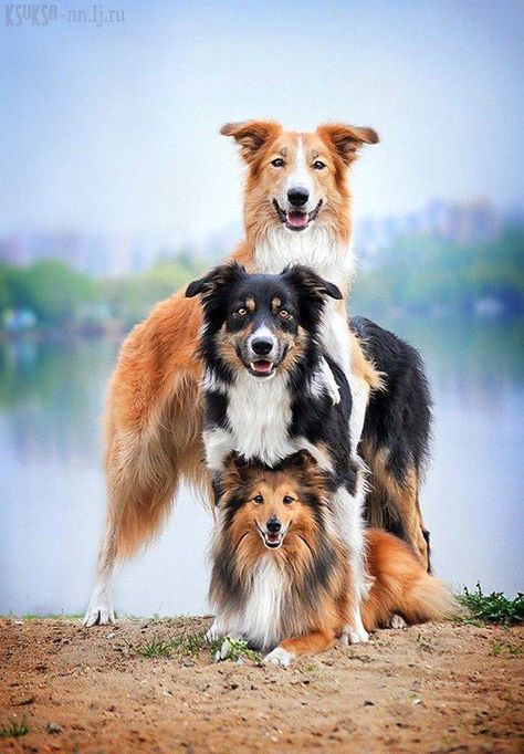 animal photos Dogs Together, Giant Dogs, Three Dogs, Love My Dog, Cutest Animals, A Good Friend, Border Collies, Dog Photography, Happy Dogs