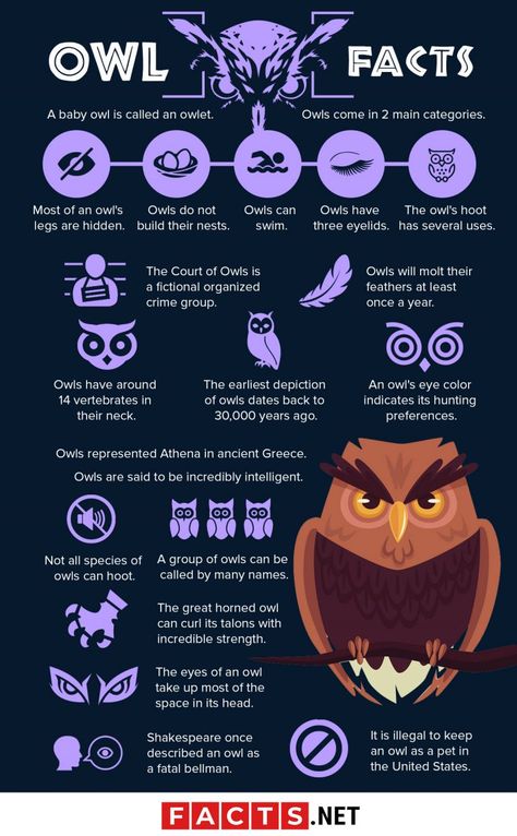 Meaning Of Owls, Owl Facts For Kids, Owl Person, Owl Study, Types Of Owls, Owl Aesthetic, Owl Habitat, Scary Owl, Owls Cute