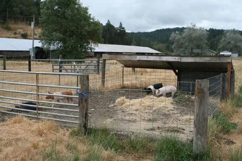 Outdoor pen Homestead Pig Pen, Pig Pen Layout, Diy Hog Pen, Pig Area Outside, Diy Outdoor Pig Pen, Diy Pig Pen Outside, Pig Enclosure Outdoor, Hog Pen Ideas, Pig Pen Ideas Diy