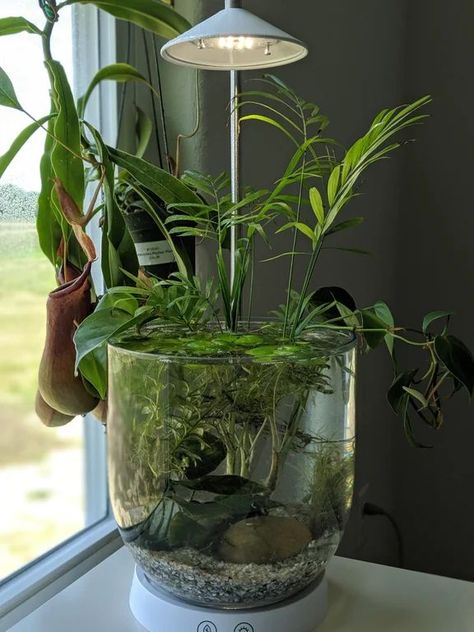 Desk bowl looking good : PlantedTank | Terrarium plants, Cool plants, Indoor water garden Aquatic Plant Terrarium, Aquatic Snail Tank, Water Terrarium, Home Decor Ideas Kitchen, Fish Tank Terrarium, Aquatic Garden, Indoor Water Garden, Decor Ideas Kitchen, Beautiful Terrariums