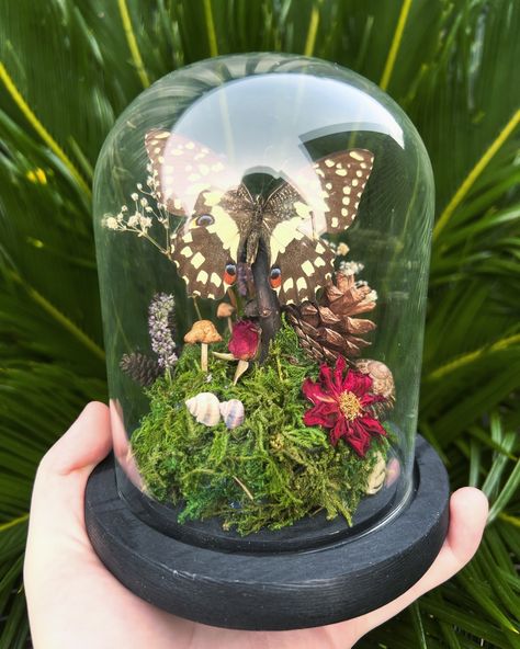 AVAILABLE: Citrus Swallowtail butterfly in small glass dome. Check it out on my website if you’re interested in claiming! 🦋🤎 . . . #smallbusiness #art #handmade #dome #taxidermy #bug #bugs #insect #insects #butterfly #butterflies #entomology #curio #curios #curiosities #curiosity #wunderkammer #oddity #oddities #odditiesandcuriosities #australia #aussie #melbourne #naturecore #decor #nature #cottagecore #fairycore #fairy #goblincore Bug Terrarium, Taxidermy Bugs, Bug Taxidermy, Insect Specimen, Nature Cottagecore, 2025 Goals, Terrarium Ideas, Fairycore Fairy, Goblin Core