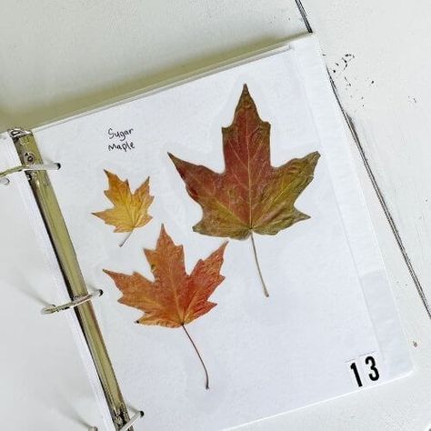 How to make a leaf collection book for kids! Learn to identify different types of leaves in your region, alphabetize and even create a leaf index! Leaf Collection Book Ideas for Kids/ Leaf Identification Book for Kids/ Tree Identification Book/ Fall Leaf Crafts/ Fall Nature Journal/ Nature Science for Kids Leaf Collection Ideas, Leaf Journal Ideas, Leaf Collection Book, Leaf Collection Book Ideas, Leaf Collection Projects For School, Leaf Identification For Kids, Bucketlist 2024, Senior Infants, Fall Homeschool