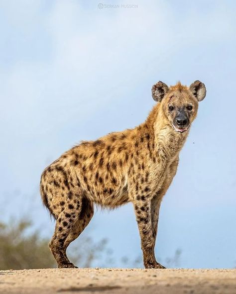 Hyena Reference Photo, Hyena Photo, Hyena Anatomy, Hyena Reference, Anthro Design, African Grasslands, Golden Goblet, African Image, Spotted Hyena