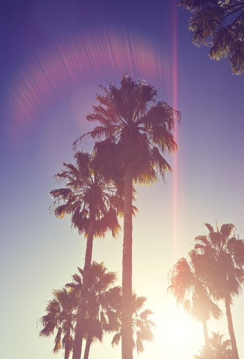 Rétro Palm Trees Tumblr, Palm Tree Iphone Wallpaper, 2014 Tumblr Aesthetic, Tumblr Girly Aesthetic, Tumblr Girly Aesthetic 2013, Tumblr Summer, Wall Primer, Ipod Wallpaper, 2014 Vibes