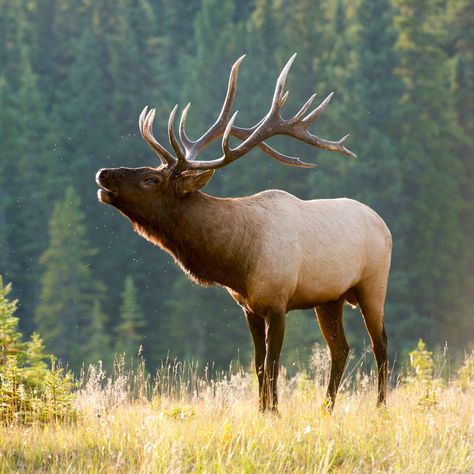 Pictures Of Elk, Elk Pictures Nature, Moose Side Profile, Elk Reference Photo, Caribou Photography, Elk Aesthetic, Elk Photos, Elk Reference, Elk Images