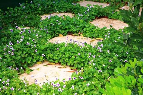 Steppers with Native Violet Garden Flooring, Landscaping Garden Design, Australian Native Garden, Front Gardens, Front Garden Design, Australian Native Plants, Landscaping Garden, Stylish Eve, Evergreen Plants