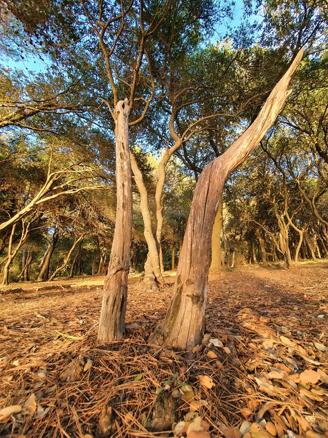 Dry Forest Photography, Dry Tree Photography, Insta Backgrounds, Dry Forest, Photography Forest, Dry Tree, Tree Photo, Tree Photography, Forest Photography