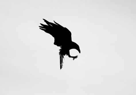 Raven landing silhouette Crow Flying Silhouette, Mini Raven Tattoo, Raven Outline Tattoo, Raven Silhouette Tattoo, Simple Raven Tattoo, Raven Landing, Raven Tattoo Design, Engagement Tattoos, Raven Silhouette