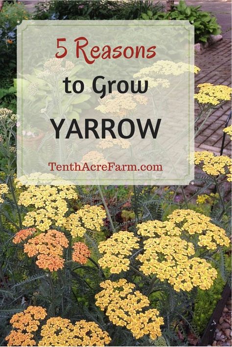 Growing Yarrow, Yarrow Plant, Permaculture Garden, Types Of Herbs, Permaculture Gardening, Healing Plants, Wild Edibles, Healing Herbs, Growing Herbs