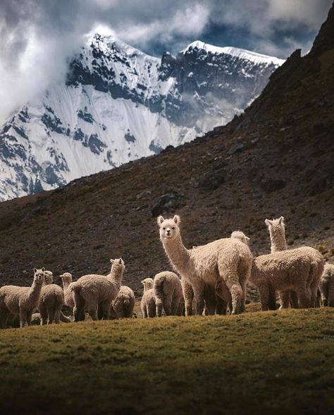 High up in the Peruvian Andes, there are thousands of fluffy alpaca running around. As you walk through the herds of them, they get curious… Epic Journey, Travel Tours, Fantastic Beasts, Travel Insurance, Bolivia, Nature Pictures, Beautiful Creatures, Animal Kingdom, Animal Photography