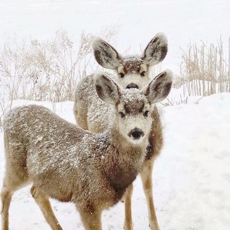 Lloyd Jones, The Snow, Deer, Jade, Music, Art