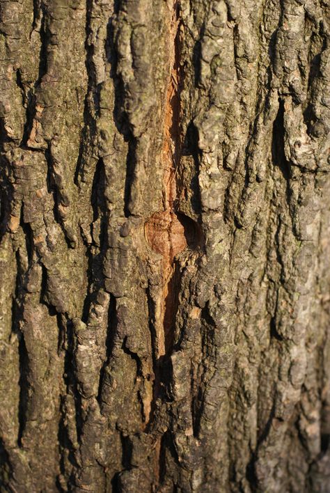 Making maple syrup in the city Maple Tree Bark, Tree Bark Texture, Maple Trees, Maple Tree, Photo Tree, Tree Bark, Gardening For Beginners, Urban Garden, Maple Syrup