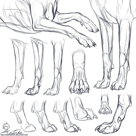 * Foot Leg & Paw & Claw * 15 References Animals, Paw Drawing, Wolf Sketch, Canine Drawing, Wolf Paw, Dog Anatomy, Drawing Lesson, Animal Anatomy, Dog Sketch