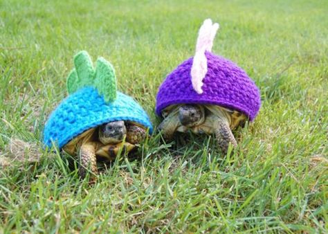 DIY Crochet Dinosaur Turtle Sweaters For Your Pet Turtle Prehistoric Party, Turtle Sweaters, Family Jokes, Shell Suit, Pet Turtle, Crochet Turtle, A Turtle, Knitting Gift, Animal Fashion