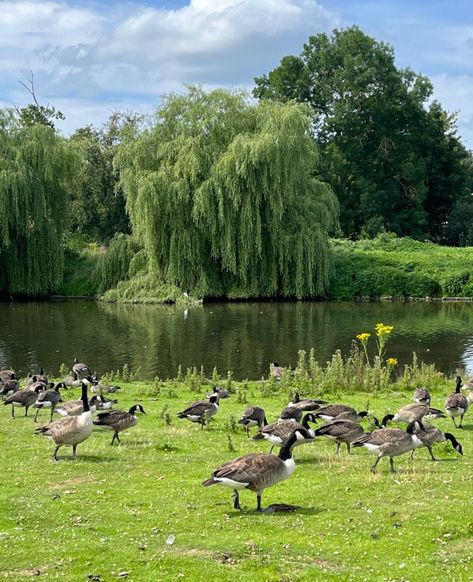 England's Big Picture: 28 August - 3 September 2023 Dartmoor National Park, British Birds, Picture Boards, Image Caption, Best Images, Big Picture, National Parks, England, Birds