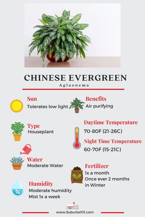 10 Tips on How to Care for your Chinese Evergreen (Aglaonema) Chinese Evergreen Plant, Chinese Plants, Easy To Grow Houseplants, Household Plants, Plant Care Houseplant, Greenhouse Plants, Chinese Evergreen, Balcony Plants, Inside Plants