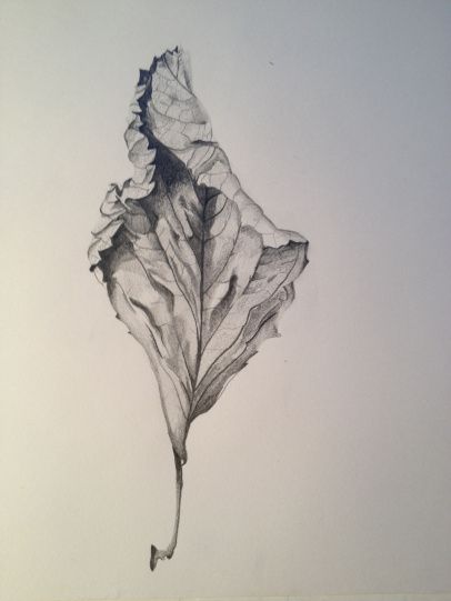 Hydrangea Leaf sketch Hydrangea Sketch, Observational Sketches, Hydrangea Leaf, Leaf Sketch, Botanical Sketches, Leaves Sketch, Plant Sketches, Drawing Pictures, Observational Drawing