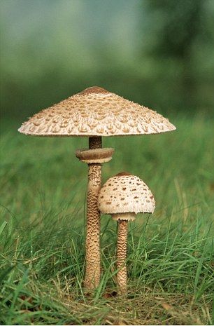 Parasol Mushroom (Macrolepiota procera) and is completely edible. Just two fun guys... hahaaaa Butterfly On A Mushroom, Mushrooms In Nature, Mushrooms Real, Parasol Mushroom, Pretty Mushrooms, Mushroom Photo, Real Mushrooms, Forest Mushrooms, Mushroom Plant