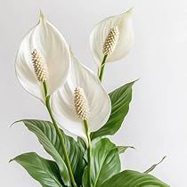 Peace Lily Flower, Flower Reference, Japanese Plants, Peace Lily Plant, Natural Air Purifier, Indoor Flowering Plants, Improve Indoor Air Quality, Carbon Monoxide, Easy Care Plants