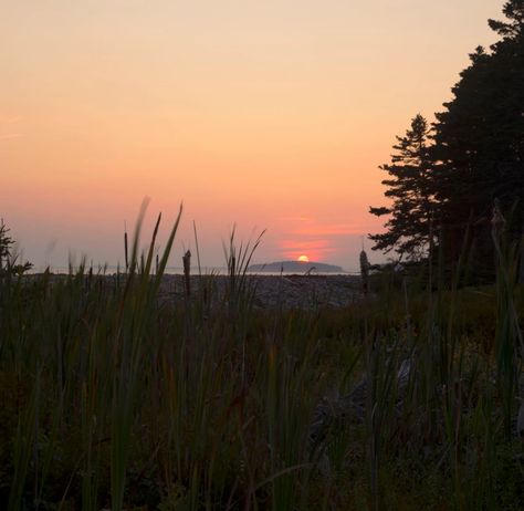 Swans Island Maine, Swan Sunset, Seven Swans A Swimming, Swan Swimming, Swans Swimming, Harbor Lights, Beautiful Swan, Fine Sand, Swimming Holes