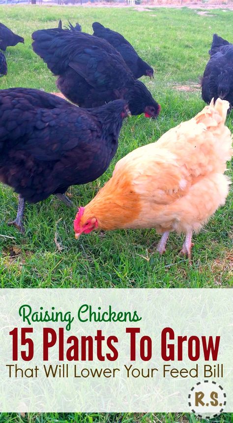 Grow your backyard chicken food in a DIY perennial permaculture garden. Free food & shade for the chickens in the edible landscaping right outside their coop. Growing chicken food will save you money. Permaculture Garden, Backyard Chicken Farming, Raising Backyard Chickens, Chicken Garden, Plants To Grow, Permaculture Gardening, Keeping Chickens, Building A Chicken Coop, Chicken Coop Plans