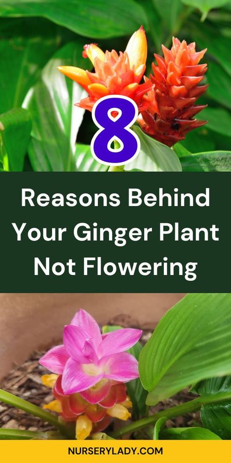 "Discover the 8 reasons behind your ginger plant not flowering! If you're growing ginger indoors or nurturing flowering ginger plants, understanding these factors is crucial. From environmental conditions to care techniques, explore how to encourage vibrant blooms and achieve the perfect flowering ginger pantone. Unlock the secrets to thriving ginger plants and enjoy the beauty of ginger plant flowers in your home garden. Perfect for both novice and experienced gardeners!" Ginger Plant Flower, Grow Ginger From Root, Growing Ginger Indoors, Ginger Plants, Growing Ginger, Ginger Plant, Survival Life Hacks, Survival Life, Plant Flower