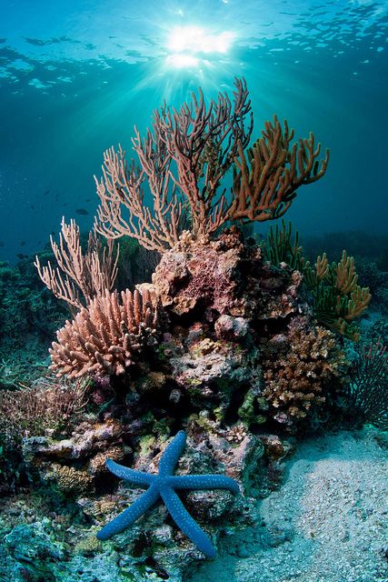 OCEAN Fauna Marina, Coral Sea, Underwater Life, Water Life, Coral Reefs, Beautiful Ocean, Ocean Creatures, Great Barrier Reef, Sea And Ocean