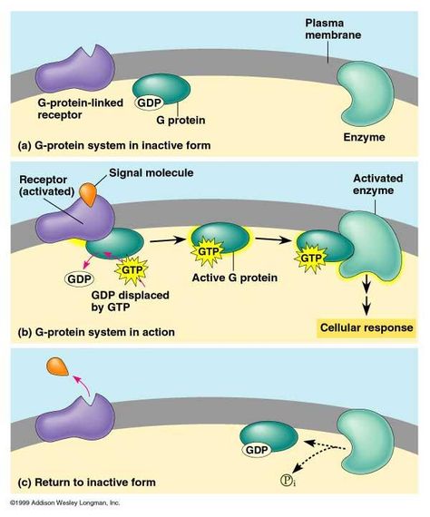 G protein signal transduction pathway Signal Transduction, Plasma Membrane, Teaching Tools