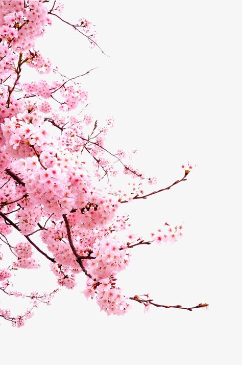 Anime Cherry Blossom, Cherry Blossom Drawing, Cherry Blossom Watercolor, Japanese Blossom, Cherry Blossom Wallpaper, Cherry Flower, Cherry Blossom Art, Sakura Tree, Soyut Sanat Tabloları