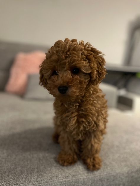 Toy Poodle Red, Red Toy Poodle, Mini Poodle Puppy, Dogs Images, Toy Poodle Puppy, Poddle, Mini Poodle, Poodle Toy, Red Poodles