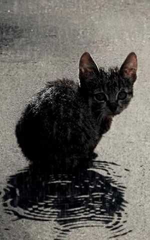 . Under The Rain, Wet Cat, Feral Cats, Cats Meow, Black Cats, Crazy Cat Lady, Beautiful Cats, Crazy Cats, Cat Love