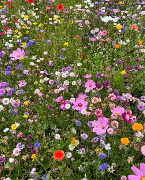 English Wildflower Meadow has encountered a major revival in recent times. Swatches of wildflowers colourful blooms, bees, butterflies and dragonflies are a heartwarming sight to come across. Nature is grounding and colour is uplifting, what a beautiful combination for the mind and the spirit ❤️🌸🦋#englishcountrystyle #english #wildflowers #meadow #spiritual #uplifting #joy #serenity #flowers #blooms #colour #bee #butterfly #dragonfly #nature #is #life #colourinspiration #garden #design #outd... English Wildflowers, Uk Wildflowers, 2010s Childhood, Butterflies And Dragonflies, Floral Meadow, Butterfly Meadow, Butterfly Dragonfly, English Country Style, Wildflower Meadow