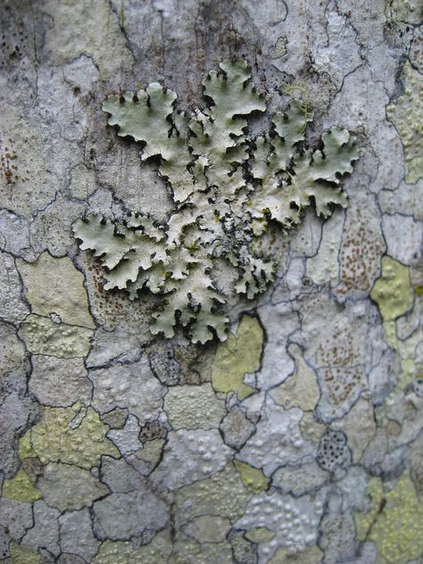 lichen patterns on a Bangalow palm trunk Lichen On Rocks, Types Of Fungi, Lichen Moss, Plant Fungus, World Of Interiors, Mural, Plants, Pattern