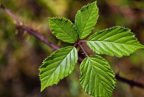 blackberry growing info Blackberry Plant, Blackberry Leaves, Blackberry Plants, Growing Blackberries, Natural Antibiotics, Homemade Remedies, Wild Plants, Chamomile Flowers, Natural Health Remedies