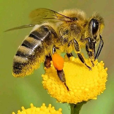 Bee Pollination, Honey Bee Facts, Aesthetic Health, Tattoo Health, Bee Drawing, Bee Pictures, Modern Agriculture, Buzz Bee, I Love Bees