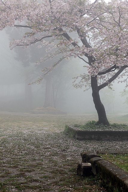 Foggy Day, Sakura Tree, Japan Aesthetic, The Fog, Nature Aesthetic, Pretty Places, Aesthetic Photo, Pretty Wallpapers, Pretty Pictures