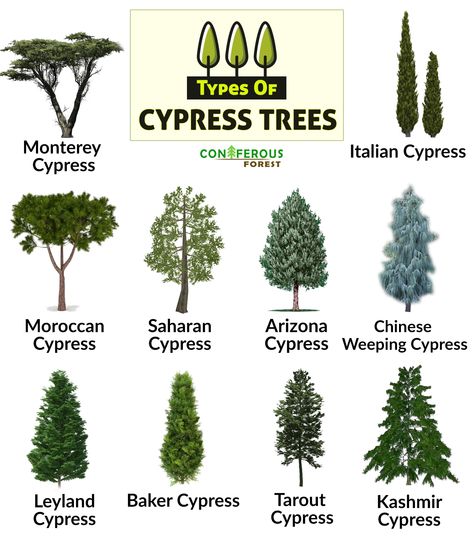 Discover more about cypress trees – what are the different types, what do they look like, where and how fast do they grow, how long do they live, what are their uses Types Of Cypress Trees, Landscaping With Cypress Trees, Italian Trees Landscaping, Cypress Tree Art, Arizona Cypress Tree, Italian Cypress Trees Landscaping, Monterey Cypress Trees, Perimeter Trees, Italian Cypress Landscaping