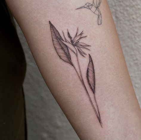 Fine Line Bird Of Paradise Tattoo, Jungle Tree Tattoo, Pikake Tattoo, Bird Of Paradise Tattoo Design, Birds Of Paradise Flower Tattoo, Bird Of Paradise Tattoo Black, Banana Plant Tattoo, Autumn Flowers Tattoo, Bird Of Paradise Plant Tattoo