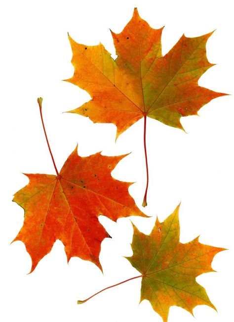 Autumn Maple Leaf, Autumn Maple Leaves, Maple Leaves Drawing, Maple Leaf Falling, Leaves Reference, Leave Painting, Fall Leaves Images, Maple Leaf Images, How To Identify Trees