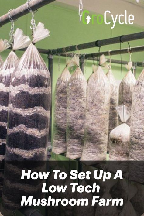 How To Set Up A Low Tech Mushroom Farm Oyster Mushrooms Growing, Vertical Mushroom Farm, Diy Mushroom Growing, Grow Mushrooms From Scraps, Mushroom Business, Mushroom Farming Business, How To Grow Mushrooms From Scraps, Growing Mushrooms At Home Diy, Growing Mushrooms Outdoors