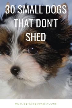 Small Family Dogs, Mini Dogs Breeds, Hypoallergenic Dogs Small, Best Small Dog Breeds, Dog Breeds That Dont Shed, Non Shedding Dogs, Best Small Dogs, Hypoallergenic Dog Breed, A Lot Of Hair