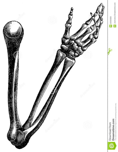 Bone Arm Tattoo, Hand Bone Anatomy, Human Hand Bones, Skeleton Hands Drawing, Anatomical Illustration, Hand Bones, Arm Anatomy, Human Skeleton Anatomy, Skeleton Arm